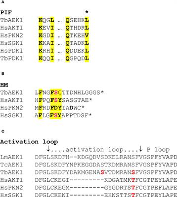 An essential Trypanosoma brucei protein kinase: a functional analysis of regulation and the identification of inhibitors